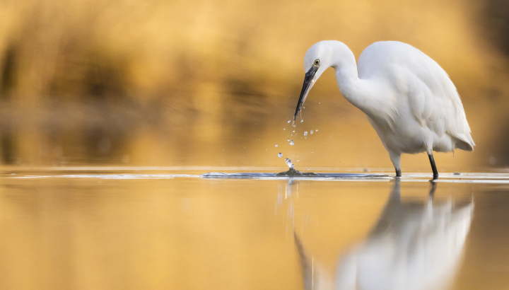 Sortie crépusculaire au marais de Tasdon
